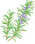 ROSEMARY