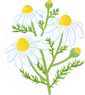 CHAMOMILE