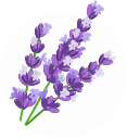 LAVENDAR