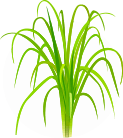 LEMON-GRASS