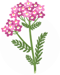 YARROW